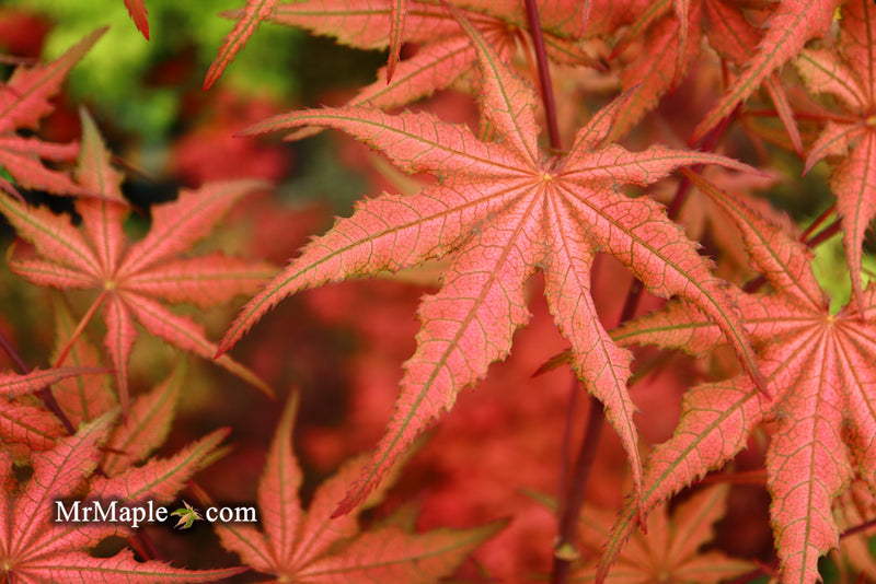 - Acer palmatum 'Celebration' Japanese Maple - Mr Maple │ Buy Japanese Maple Trees