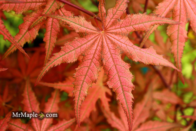 - Acer palmatum 'Celebration' Japanese Maple - Mr Maple │ Buy Japanese Maple Trees