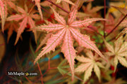 - Acer palmatum 'Celebration' Japanese Maple - Mr Maple │ Buy Japanese Maple Trees