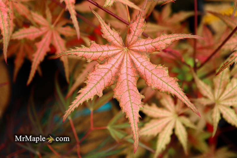 - Acer palmatum 'Celebration' Japanese Maple - Mr Maple │ Buy Japanese Maple Trees