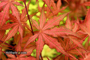 - Acer palmatum 'Celebration' Japanese Maple - Mr Maple │ Buy Japanese Maple Trees