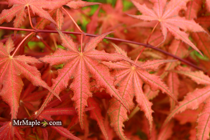 - Acer palmatum 'Celebration' Japanese Maple - Mr Maple │ Buy Japanese Maple Trees
