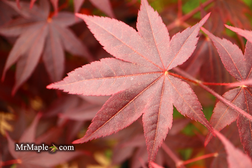 Acer palmatum 'Ruth's Red' Japanese Maple