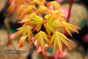 - Acer palmatum 'Dragon Master' Golden Weeping Japanese Maple - Mr Maple │ Buy Japanese Maple Trees