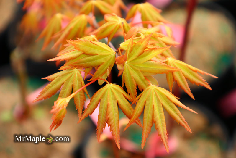 - Acer palmatum 'Dragon Master' Golden Weeping Japanese Maple - Mr Maple │ Buy Japanese Maple Trees