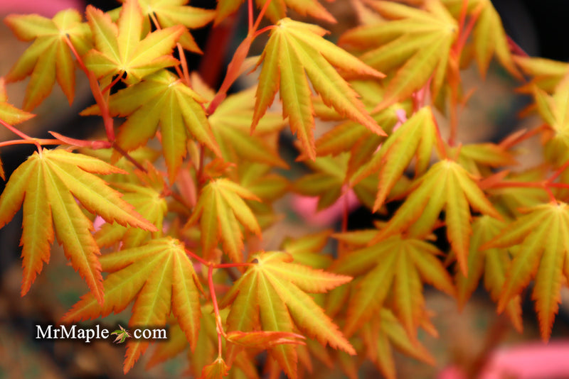 - Acer palmatum 'Dragon Master' Golden Weeping Japanese Maple - Mr Maple │ Buy Japanese Maple Trees