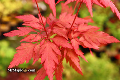 - Acer palmatum 'Verkade's Jacus Potus' Japanese Maple - Mr Maple │ Buy Japanese Maple Trees