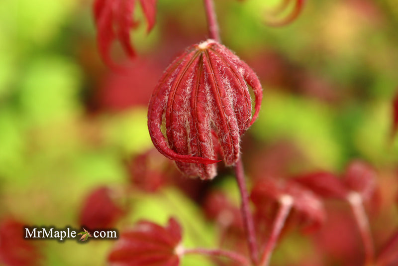 - Acer palmatum x 'Purple Curl' Japanese Maple - Mr Maple │ Buy Japanese Maple Trees
