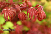 - Acer palmatum x 'Purple Curl' Japanese Maple - Mr Maple │ Buy Japanese Maple Trees