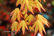 - Acer palmatum 'Dragon Master' Golden Weeping Japanese Maple - Mr Maple │ Buy Japanese Maple Trees