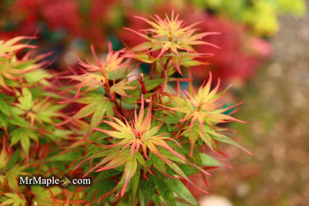 FOR PICKUP ONLY | Acer palmatum 'Kuro hime' Princess Japanese Maple | DOES NOT SHIP