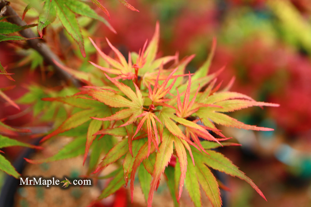 Acer palmatum 'Kuro hime' Princess Japanese Maple