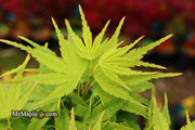 - Acer palmatum 'Tattoo' Dwarf Japanese Maple - Mr Maple │ Buy Japanese Maple Trees