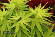 - Acer palmatum 'Tattoo' Dwarf Japanese Maple - Mr Maple │ Buy Japanese Maple Trees