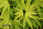 - Acer palmatum 'Tattoo' Dwarf Japanese Maple - Mr Maple │ Buy Japanese Maple Trees