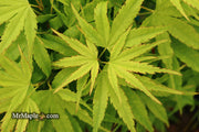 - Acer palmatum 'Tattoo' Dwarf Japanese Maple - Mr Maple │ Buy Japanese Maple Trees