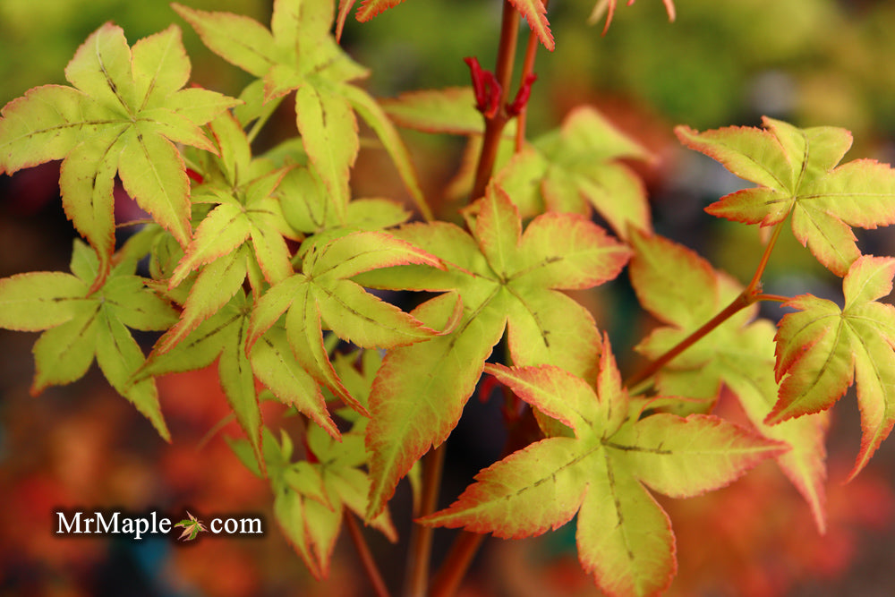 Acer palmatum 'Japanese Lanterns' Japanese Maple