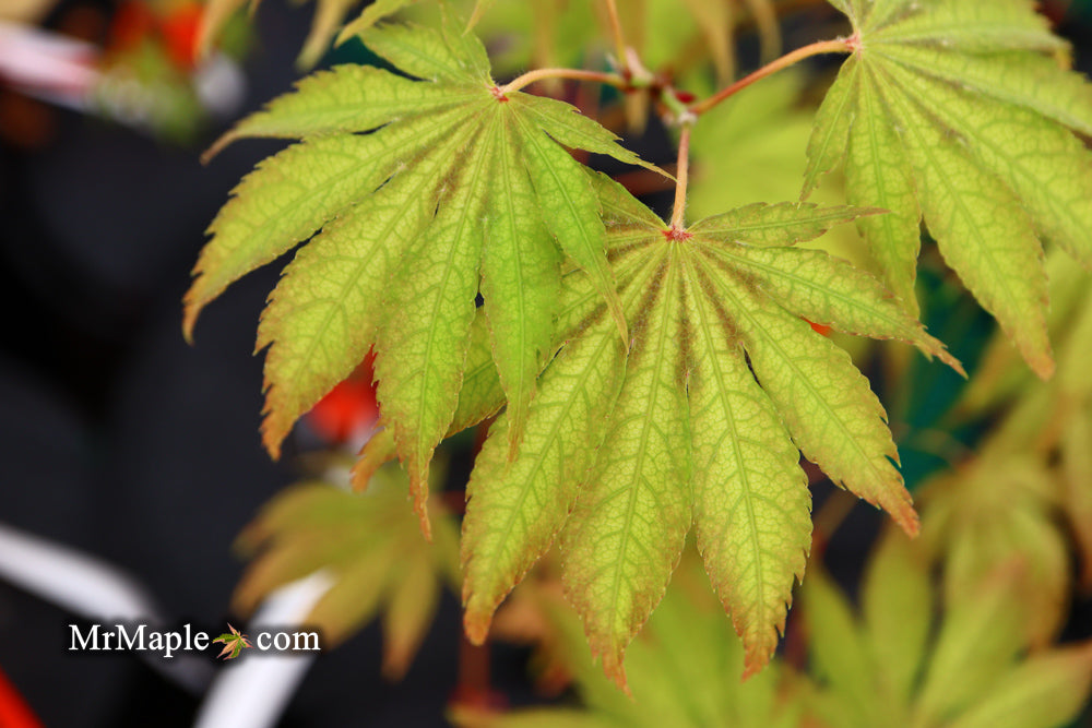 Acer palmatum 'Miwa' Variegated Japanese Maple