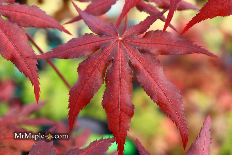 - Acer palmatum 'Waveleaf' Japanese Maple - Mr Maple │ Buy Japanese Maple Trees