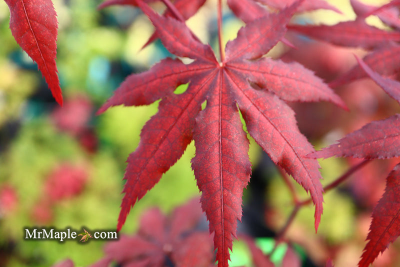 - Acer palmatum 'Waveleaf' Japanese Maple - Mr Maple │ Buy Japanese Maple Trees