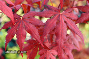 - Acer palmatum 'Waveleaf' Japanese Maple - Mr Maple │ Buy Japanese Maple Trees