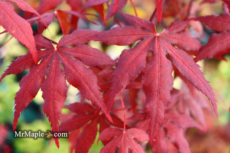 - Acer palmatum 'Waveleaf' Japanese Maple - Mr Maple │ Buy Japanese Maple Trees