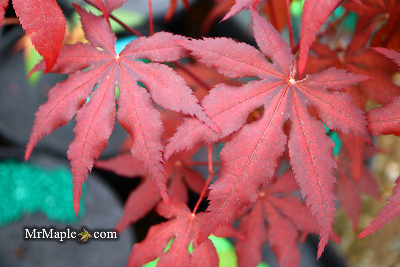- Acer palmatum 'Waveleaf' Japanese Maple - Mr Maple │ Buy Japanese Maple Trees