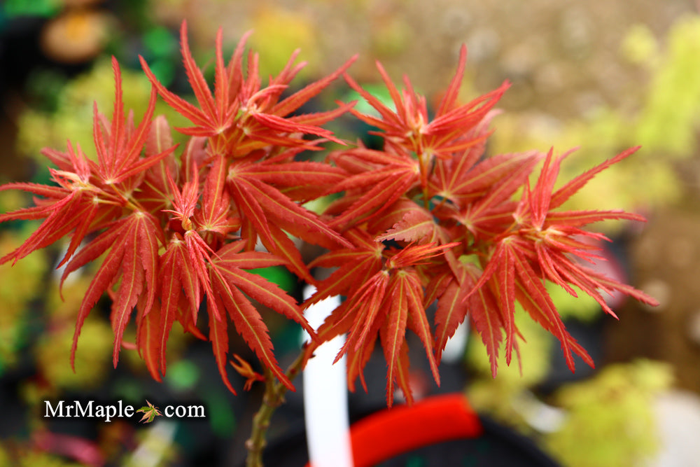 Acer palmatum Red Panda™ Japanese Maple
