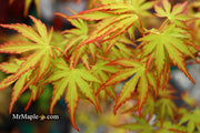 - Acer palmatum 'Green Strap' Rare Japanese Maple - Mr Maple │ Buy Japanese Maple Trees