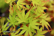 - Acer palmatum 'Green Strap' Rare Japanese Maple - Mr Maple │ Buy Japanese Maple Trees