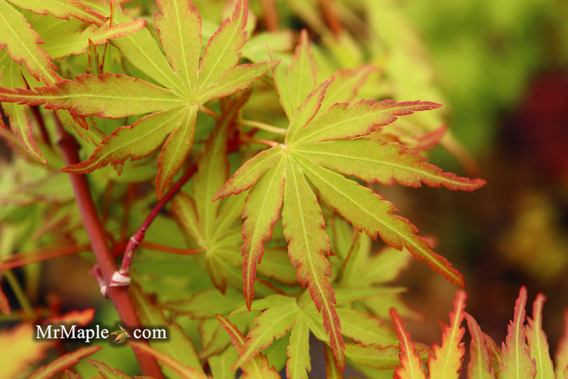 - Acer palmatum 'Green Strap' Rare Japanese Maple - Mr Maple │ Buy Japanese Maple Trees