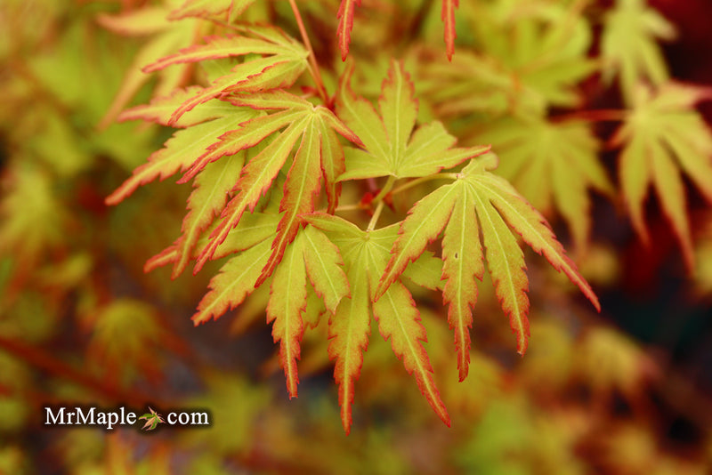 - Acer palmatum 'Green Strap' Rare Japanese Maple - Mr Maple │ Buy Japanese Maple Trees