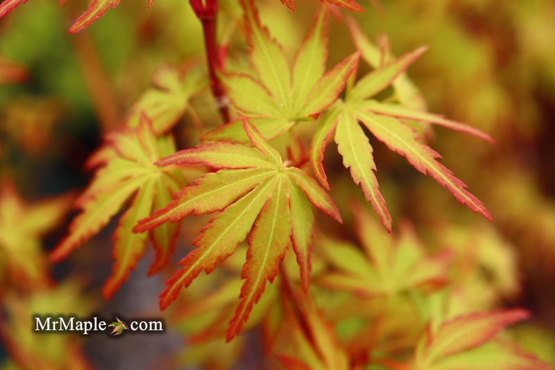 - Acer palmatum 'Green Strap' Rare Japanese Maple - Mr Maple │ Buy Japanese Maple Trees