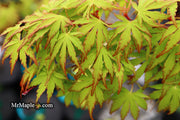 - Acer palmatum 'Green Strap' Rare Japanese Maple - Mr Maple │ Buy Japanese Maple Trees