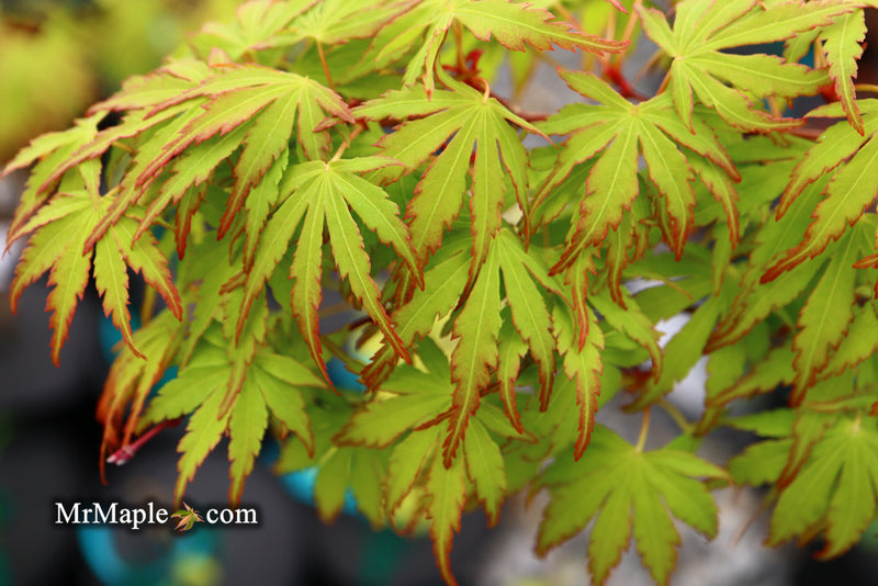 - Acer palmatum 'Green Strap' Rare Japanese Maple - Mr Maple │ Buy Japanese Maple Trees