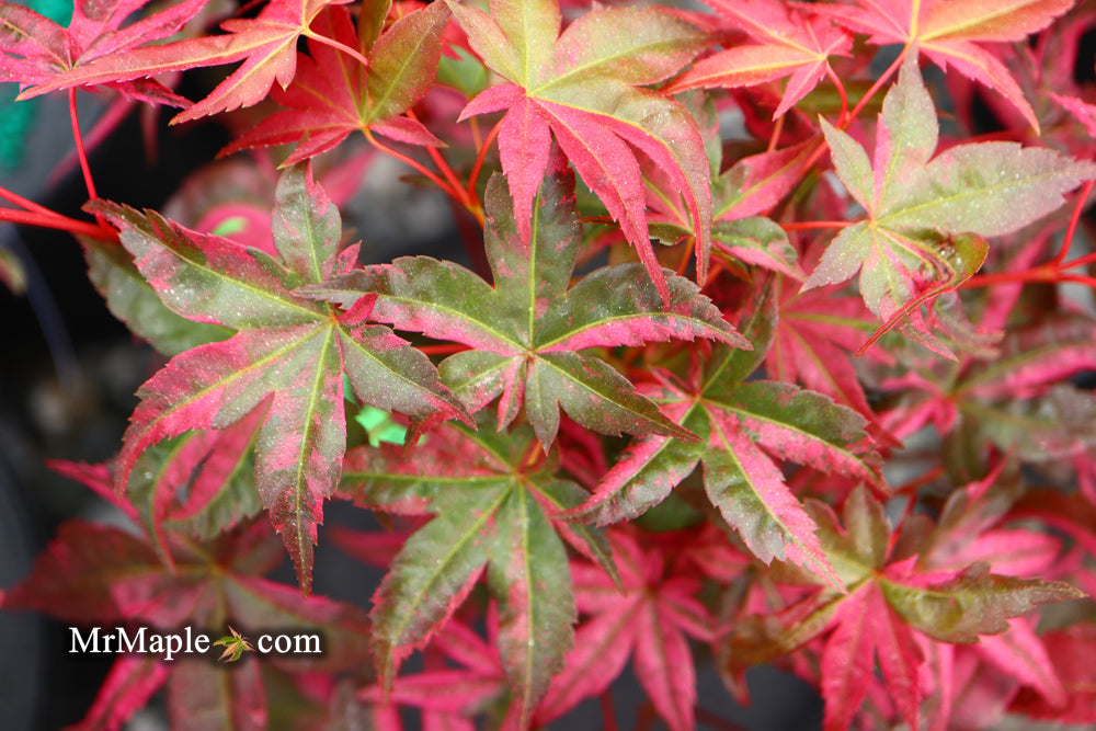 Acer palmatum 'Noel' Japanese Maple