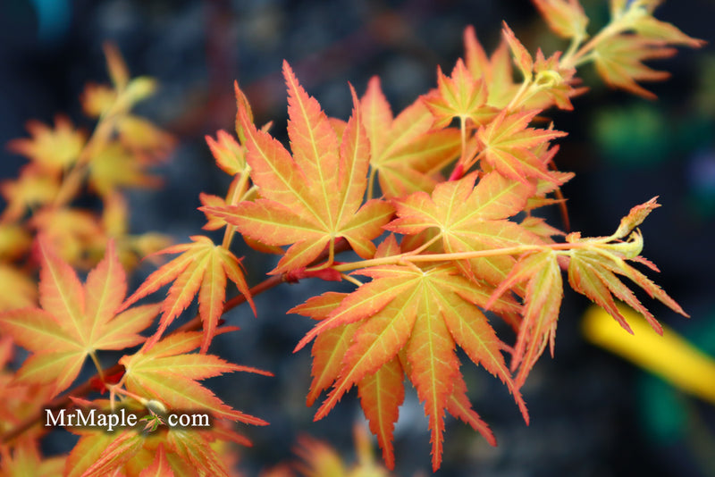 - Acer palmatum 'Kristin's Star' Japanese Maple - Mr Maple │ Buy Japanese Maple Trees