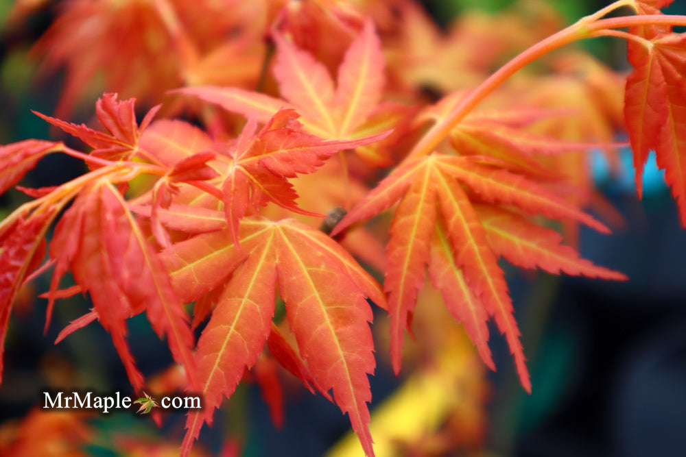 Acer palmatum 'Kristin's Star' Japanese Maple