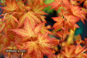 - Acer palmatum 'Kristin's Star' Japanese Maple - Mr Maple │ Buy Japanese Maple Trees