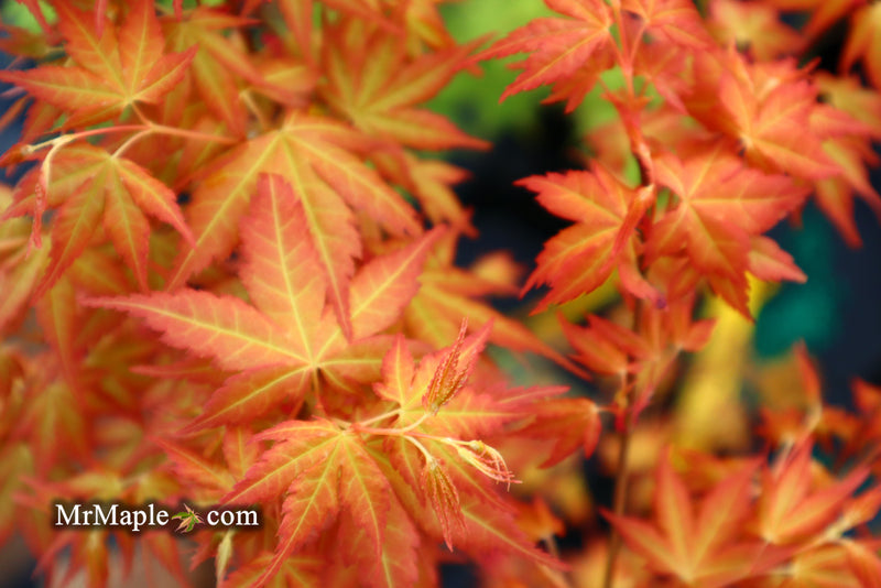 - Acer palmatum 'Kristin's Star' Japanese Maple - Mr Maple │ Buy Japanese Maple Trees