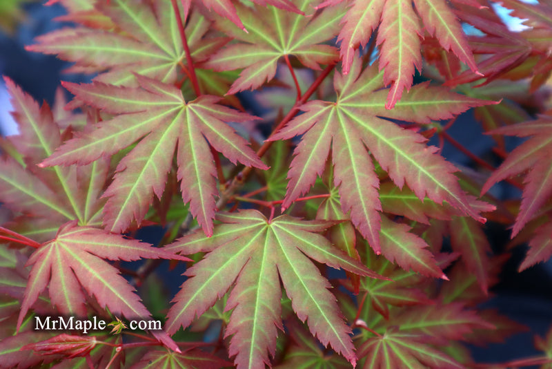 - Acer palmatum 'Mila' Japanese Maple - Mr Maple │ Buy Japanese Maple Trees