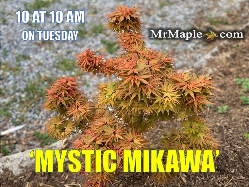 - Acer palmatum 'Mystic Mikawa' Miniature Japanese Maple - Mr Maple │ Buy Japanese Maple Trees