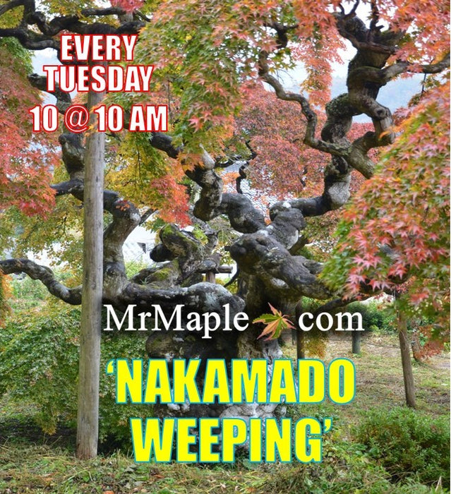 Acer palmatum 'Nakakamado Weeping' Treasure Japanese Maple