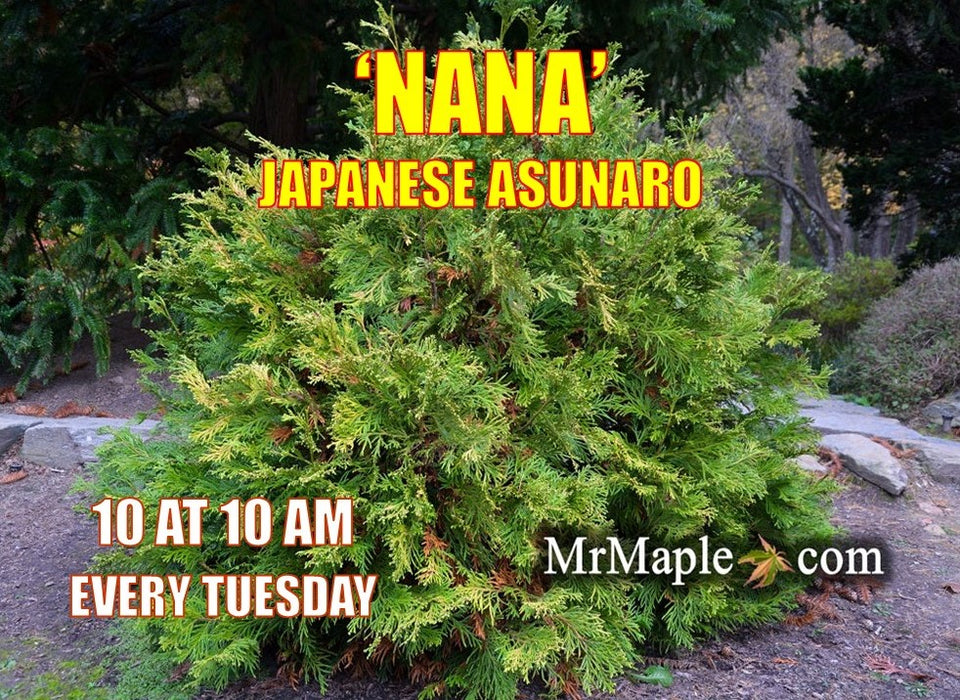 Thujopsis dolabrata 'Nana' Dwarf Japanese Asunaro