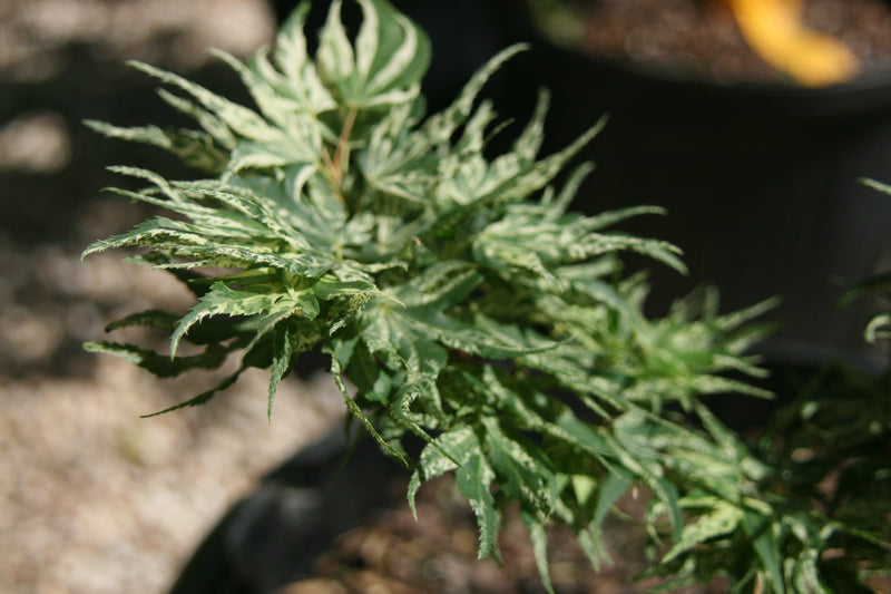 - Acer palmatum 'Snow Kitten' Japanese Maple - Mr Maple │ Buy Japanese Maple Trees