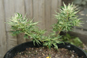 - Acer palmatum 'Snow Kitten' Japanese Maple - Mr Maple │ Buy Japanese Maple Trees