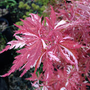 - Acer palmatum 'Lileeanne's Jewel' Japanese Maple - Mr Maple │ Buy Japanese Maple Trees