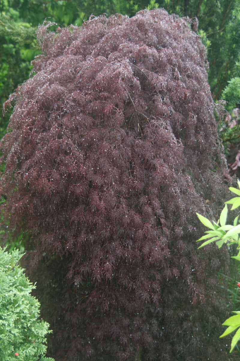 - Acer palmatum 'Red Filigree Lace' Dwarf Japanese Maple - Mr Maple │ Buy Japanese Maple Trees