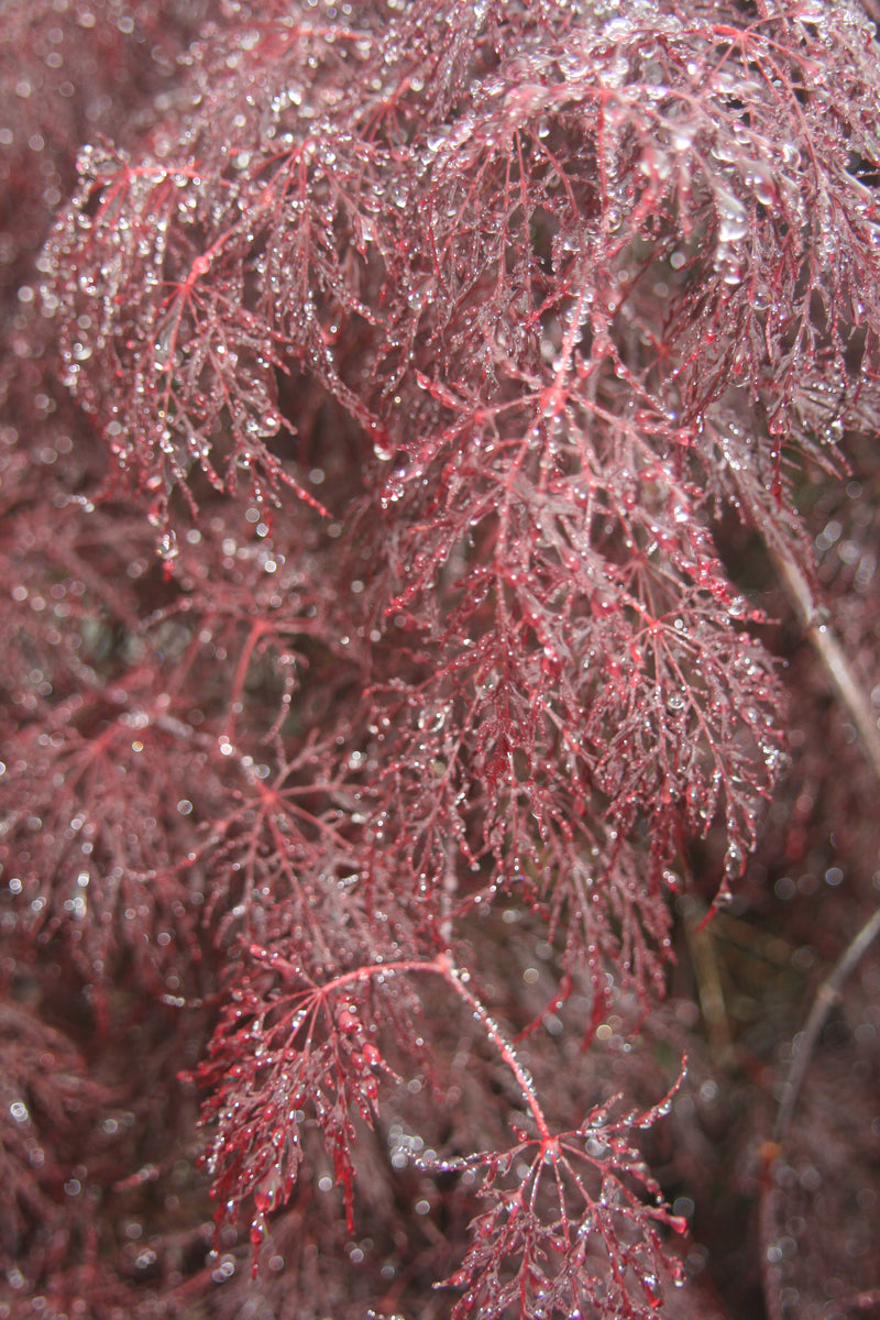 - Acer palmatum 'Red Filigree Lace' Dwarf Japanese Maple - Mr Maple │ Buy Japanese Maple Trees