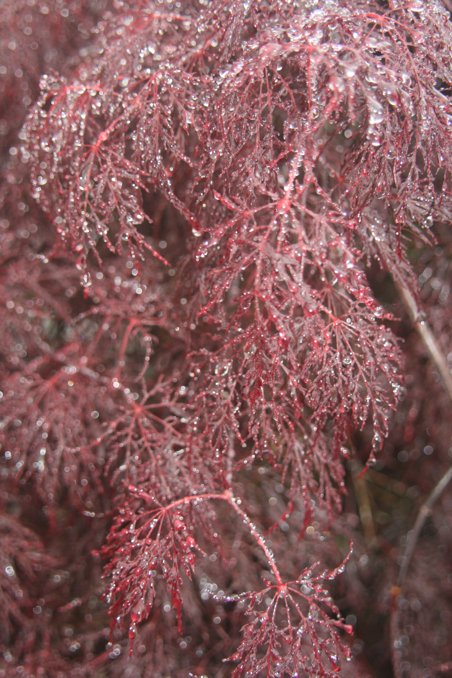 Buy Acer palmatum 'Red Filigree Lace' Dwarf Japanese Maple — Mr Maple